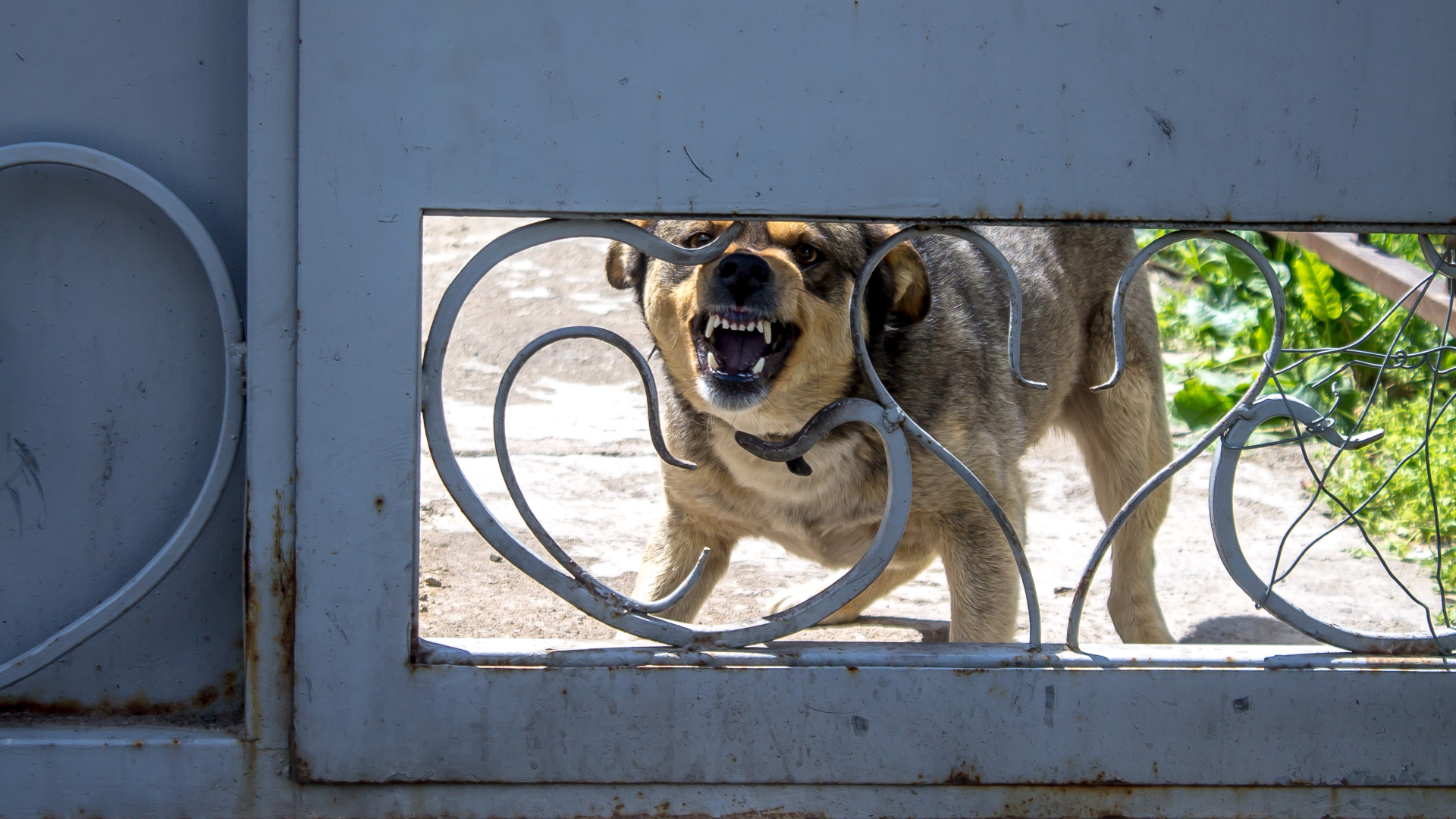 A dog growling and showing its teeth through a metal gate.