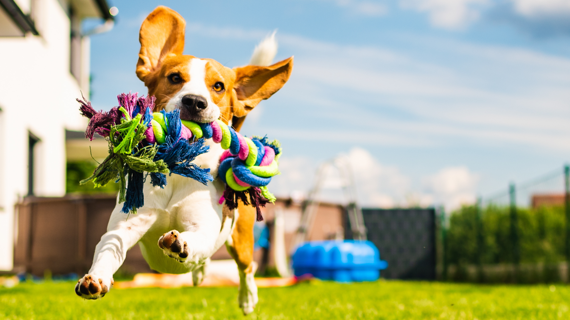 Playful dog leaping in a backyard with colorful rope toy in its mouth on a sunny day