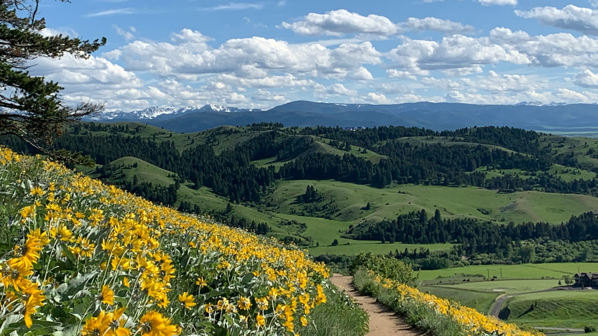 Rolling green hills and mountain landscape with yellow wildflowers under a bright blue sky with scattered clouds.