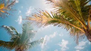 **Texto alternativo recomendado:** Una vista de las palmeras meciéndose contra un cielo azul, con la luz del sol filtrándose entre las hojas.
