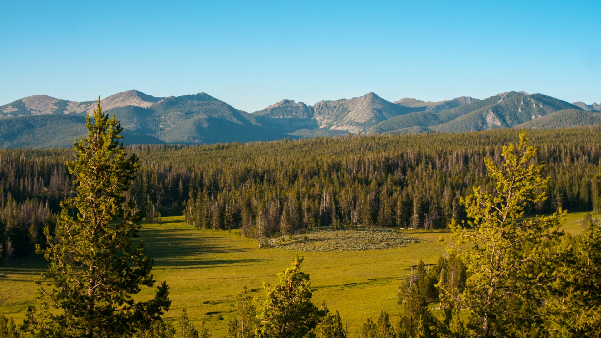 Wide view of a mountain range rising above a dense evergreen forest and open meadow under a clear blue sky.