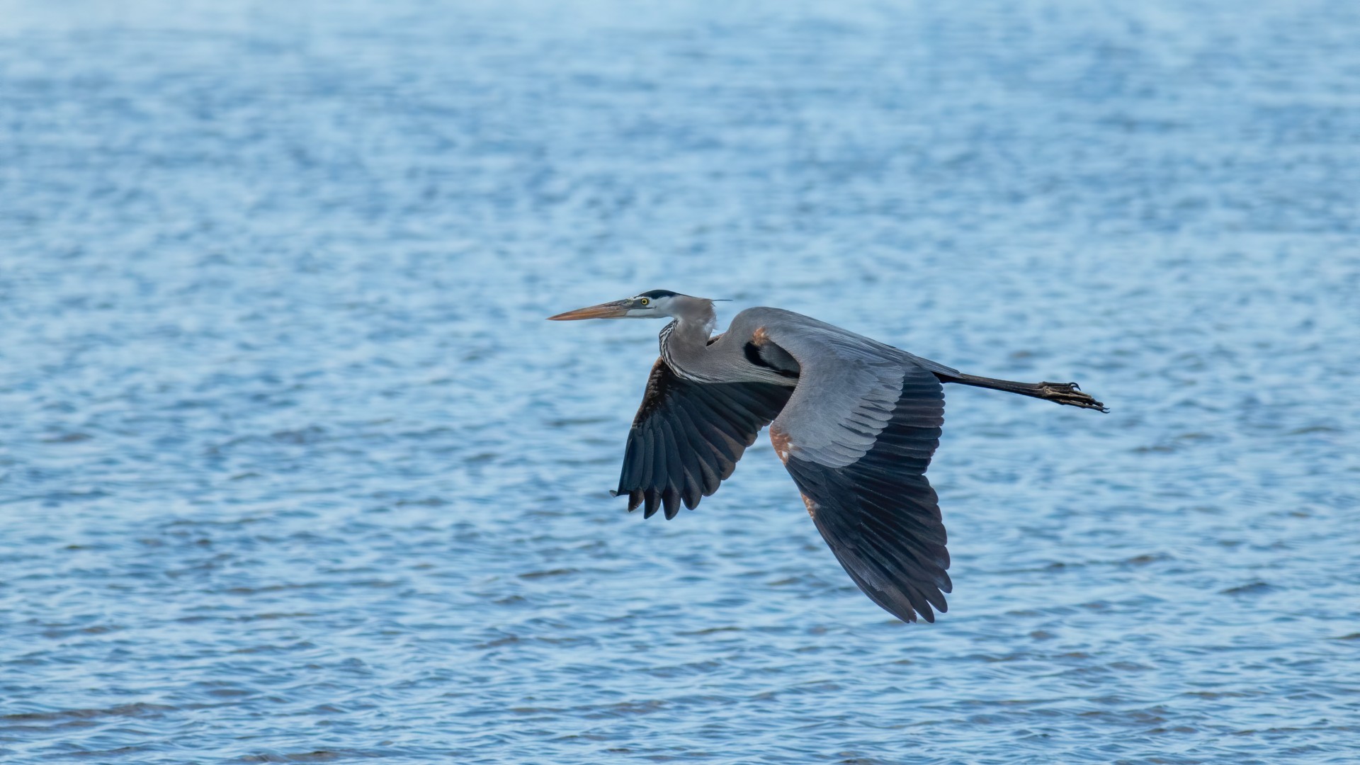 Great blue heron gliding low over calm blue water with wings fully extended in flight.