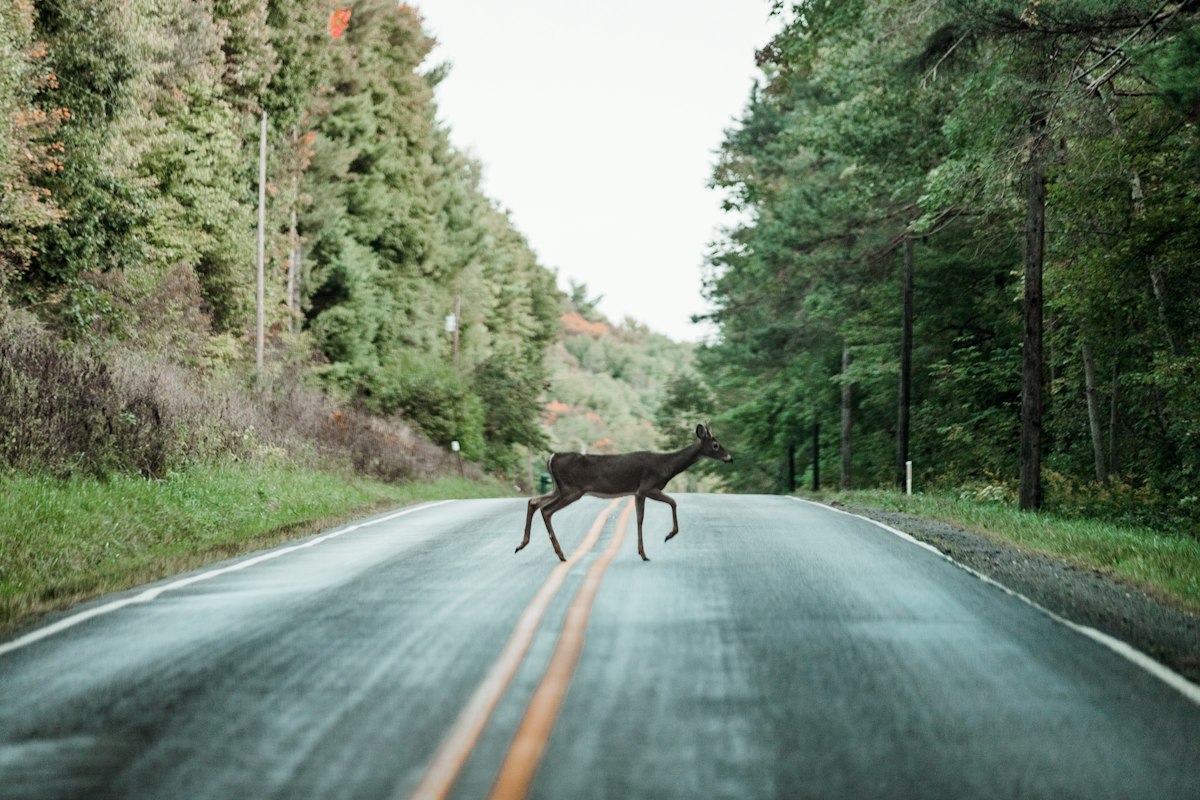 Deer crossing an asphalt road through a forest