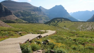 Wooden boardwalk trail through a wildflower meadow beneath rugged mountain peaks in Montana