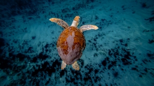 Overhead view of a sea turtle swimming above a dark sandy ocean floor