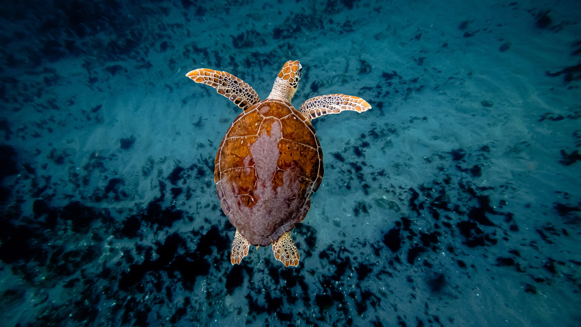 Overhead view of a sea turtle swimming above a dark sandy ocean floor