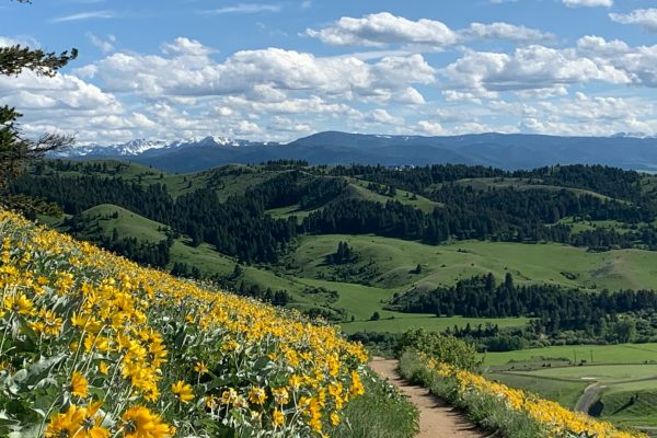 Rolling green hills and mountain landscape with yellow wildflowers under a bright blue sky with scattered clouds.