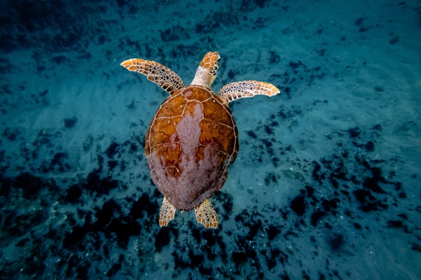 Vista aérea de una tortuga marina nadando sobre un fondo marino de arena oscura