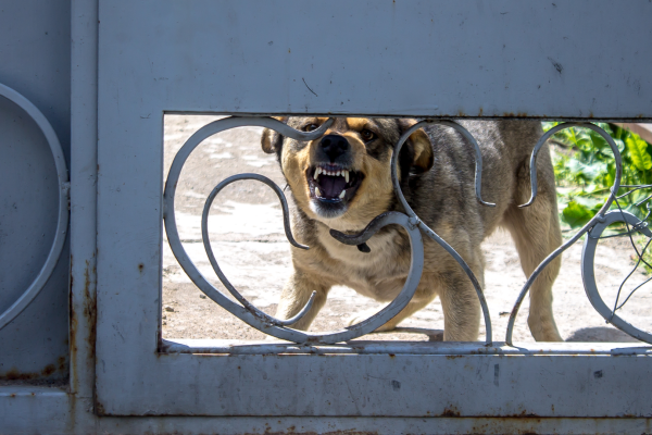 A dog growling and showing its teeth through a metal gate.