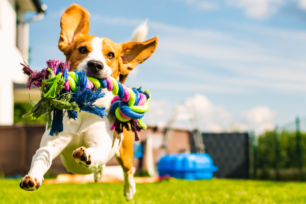 Playful dog leaping in a backyard with colorful rope toy in its mouth on a sunny day
