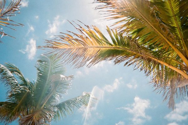 **Recommended alt text:** Looking up at palm trees swaying against a blue sky with sunlight filtering through the leaves.
