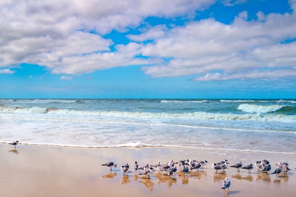Una bandada de gaviotas posadas en la orilla mientras llegan las olas