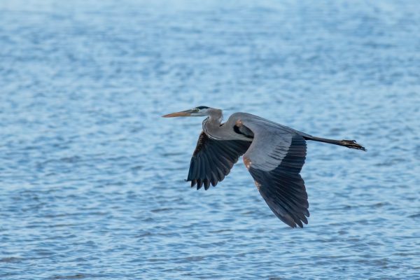 Great blue heron gliding low over calm blue water with wings fully extended in flight.